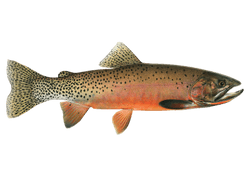 Cutthroat Trout