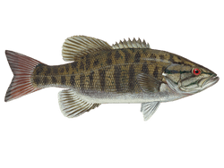 Smallmouth Bass